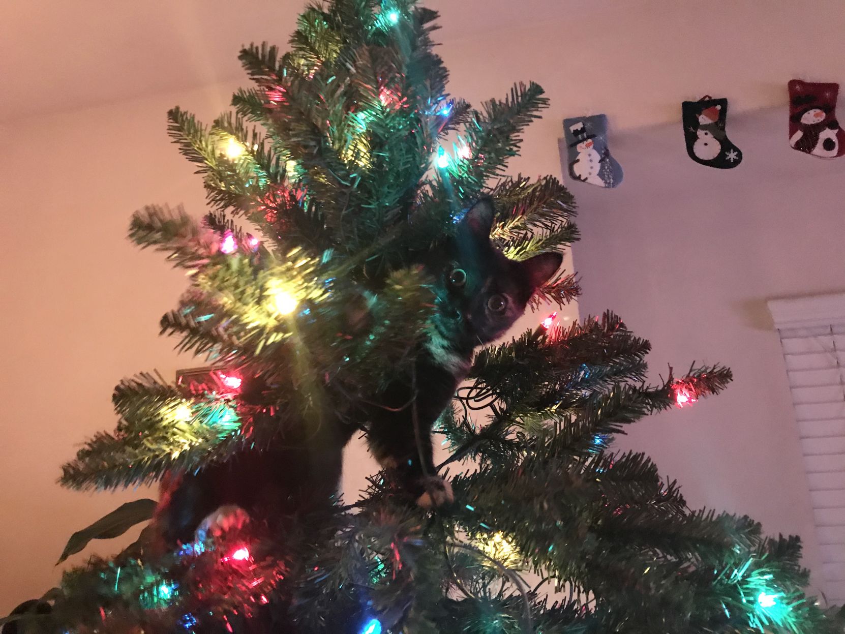 Christmas Cats 2019